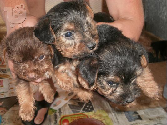 PoulaTo: Πωλούνται αρσενίκα Yorkshire Terrier Κατερινη